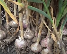 Урожай чеснока, фото: youtube.com