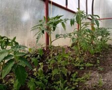 Огород, теплица, изображение из свободных источников