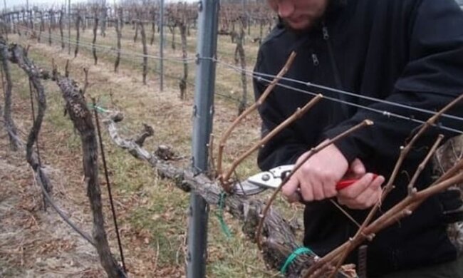 Підготовка виноградників до зими, фото: youtube.com