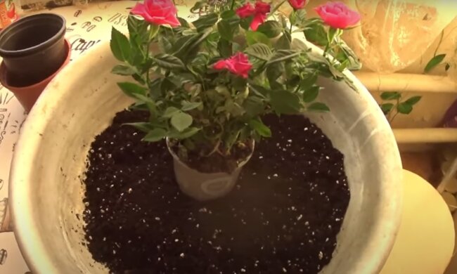 Горшок с розами: скрин с видео