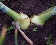 Чеснок, изображение из свободных источников