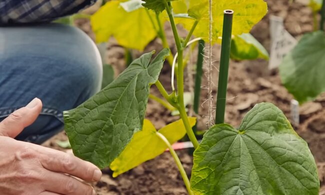 Листя огірків жовтіє та сохне: три прості поради, які врятують урожай