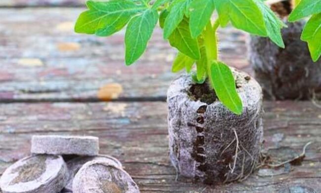 Торф'яні таблетки