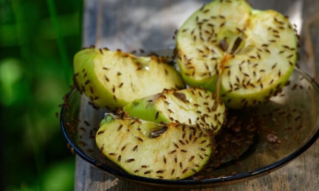 Бабусин хитрості: як швидко позбутися мушок, які злітаються на фрукти та овочі