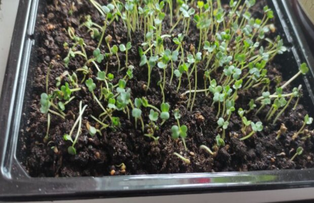 Розсада, зображення з вільних джерел