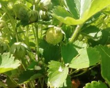 Клубника, изображение из свободных источников