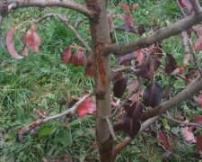 Червоне листя на груші: скрін з відео