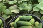Щедрий урожай огірків, фото: youtube.com
