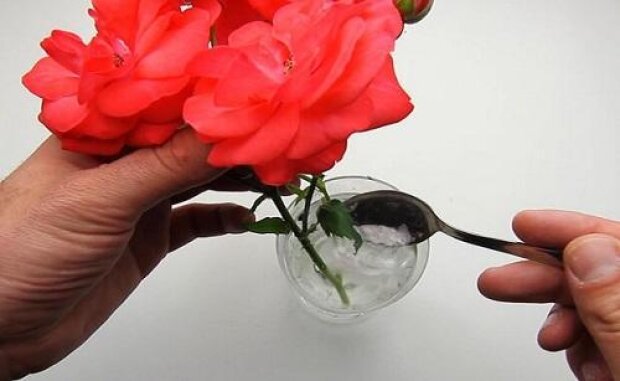 Добавьте всего одну ложку: что нужно сделать, чтобы свежие цветы в вазе простояли очень долго