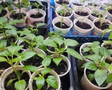 Розсада, зображення з вільних джерел