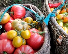 Урожай помідорів