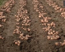 Урожай картошки: скрин с видео