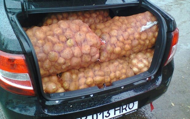 Не повторяйте эту ошибку: как правильно возить мешки с картошкой в автомобиле