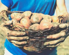 Розміром з два кулаки: як треба садити картоплю, щоб плоди були дуже великими. Старовинний секрет