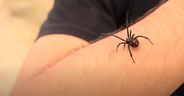 Опасный паук. Скриншот с видео на Youtube