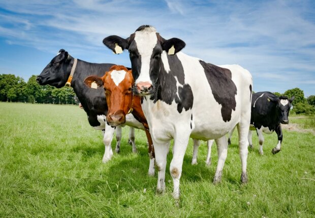 Корови, фото: скріншот