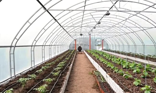 Теплиця. Фото: YouTube