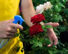 Соседи будут завидовать вашим розам: как их нужно подкармливать, чтобы они пышно цвели весь сезон