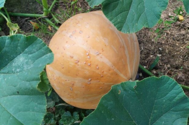 Гарбуз, кадр з відео