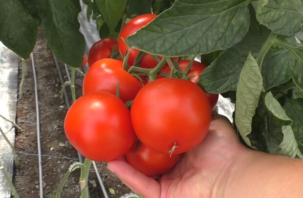 Чи можна удобрювати помідори золою та яким буде врожай: важливі поради