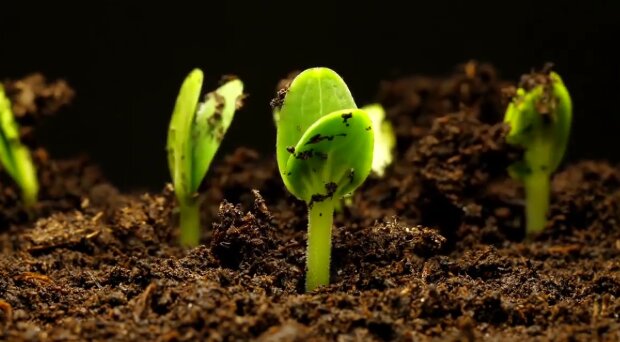 Вродить багатий врожай: що і коли треба садити у лютому. Посівний календар 2022