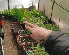 Несподіваний секрет городників: що садити у грудні, щоб зібрати багатий урожай раніше за всіх