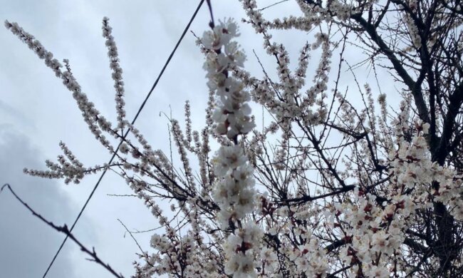 Весна, погода, фото: hyser.com.ua