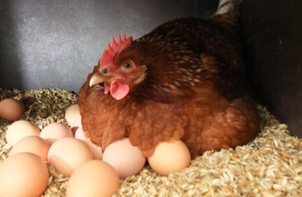 Знову подорожчання: українців попередили про нові ціни на курятину та яйця