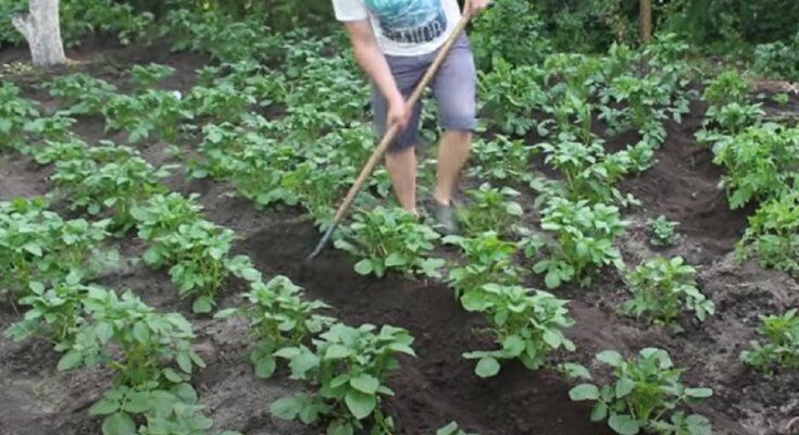 Вирощування картоплі на дачі
