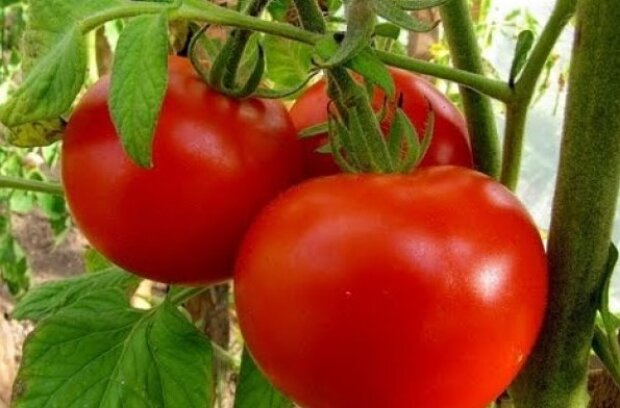 Как правильно ухаживать за помидорами, чтобы они выросли сладкими. Читайтена UKR.NET
