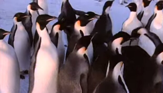 Пінгвіни. Фото: скріншот YouTube-відео