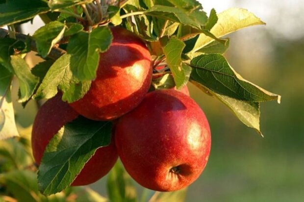 Не пропустите это важное время: уберечь яблони от морозов, чтобы не погубить деревья