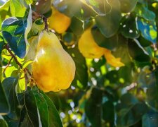 Гілки будуть ломитися від плодів: чим потрібно підгодувати грушу та яблуню ранньою весною