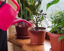 Чтобы к весне вазоны на подоконнике не засохли: как зимой защитить комнатные растения от скрытых вредителей