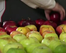 Зеленые или красные яблоки? Эксперты прошлись по популярным мифам