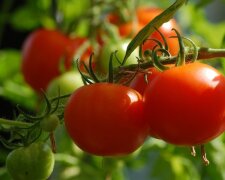 Урожай помидоров можно собирать круглый год: этот секрет стараются не раскрывать даже в селе