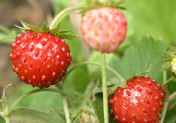 Земляника, изображение из свободных источников