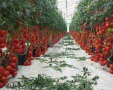 Це потрібно встигнути зробити восени: чим підгодувати ґрунт для помідорів у теплиці, щоб вони виросли розміром із кулак