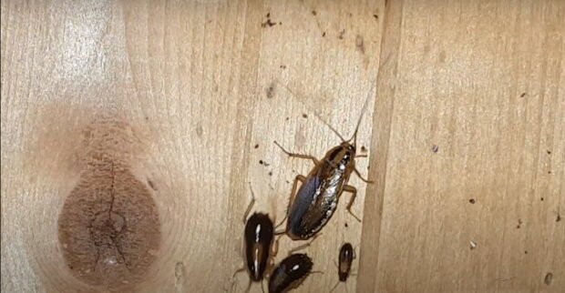 Табун усатых насекомых в Крыму. В Симферополе нашествие тараканов напугало студентов общежития