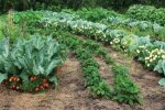 Секрет досвідчених дачників: які культури потрібно садити поряд, щоб удвічі збільшити врожай