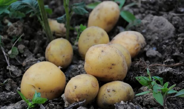 Про цей секрет розповідають не все: що потрібно зробити на городі, щоб наступного року картопля була величезною
