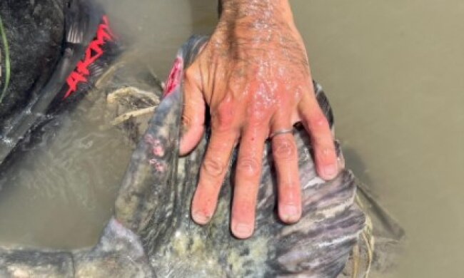 Борьба длилась 40 минут: мужчина вытянул из реки громадного монстра размером с катер. Вот как он выглядит