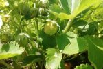 Клубника, изображение из свободных источников