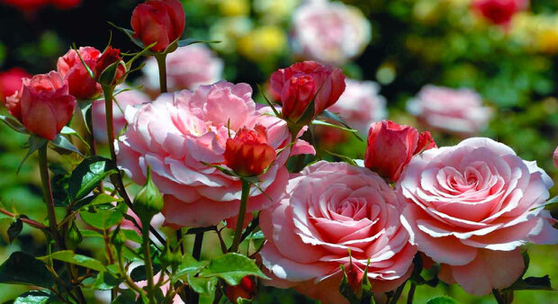 Вы угробите свои любимые розы: с какими растениями эти цветы не будут расти рядом