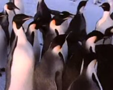 Пінгвіни. Фото: скріншот YouTube-відео
