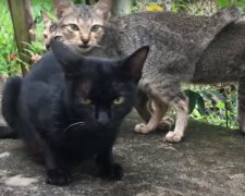 Коты: скрин с видео