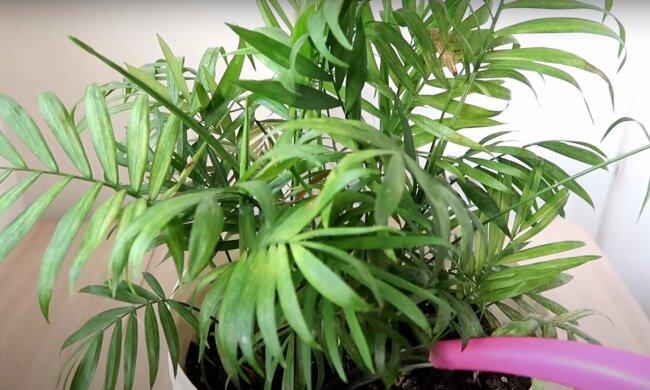 Вы удивитесь результату: вазоны с какими растениями нужно полить простоквашей