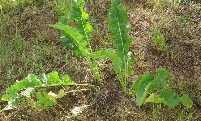 Цей спосіб точно працює: як назавжди позбутися хрону на городі
