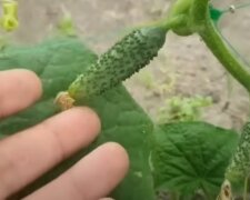 Урожай огірків: скрін з відео