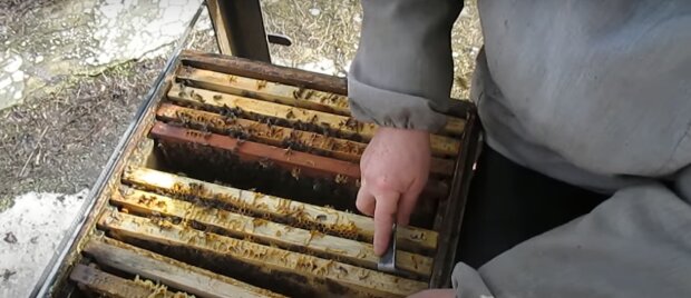 "Швидка" не встигла. Під Рівним українця закусали бджоли